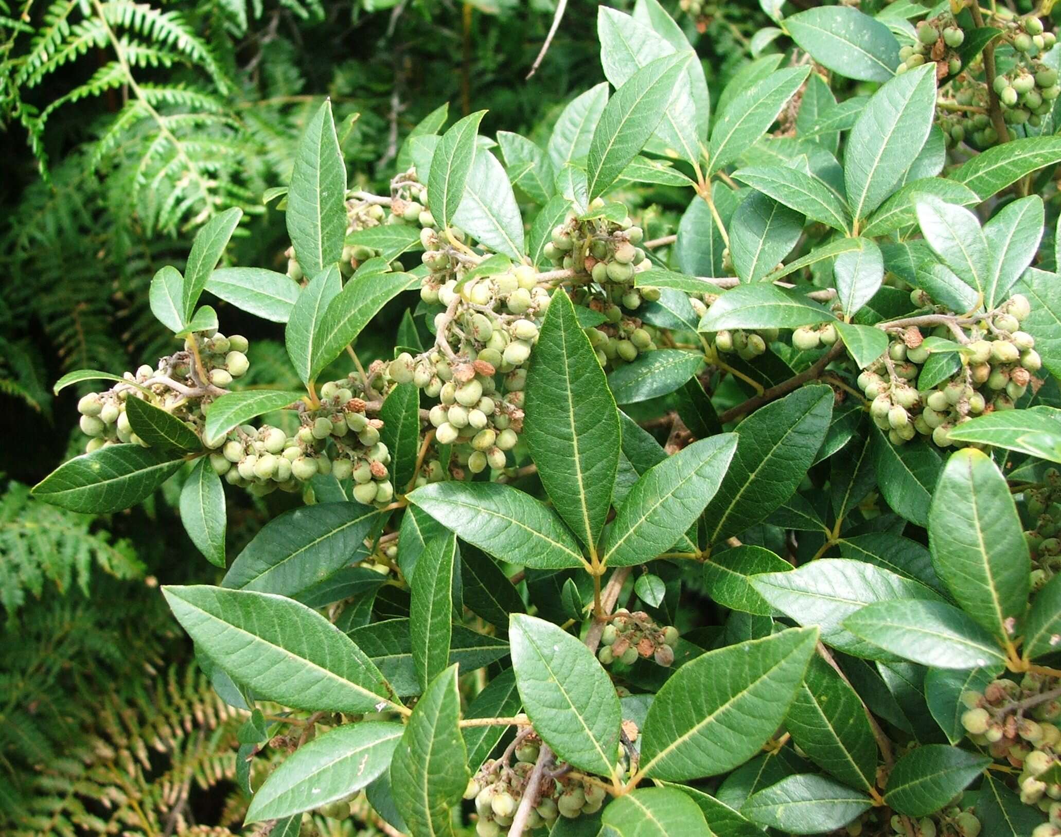 Image de Searsia tomentosa (L.) F. A. Barkley