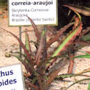 Image of Cryptanthus correia-araujoi Leme