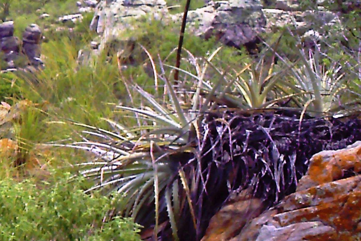 Image of Bromelia laciniosa Mart. ex Schult. & Schult. fil.