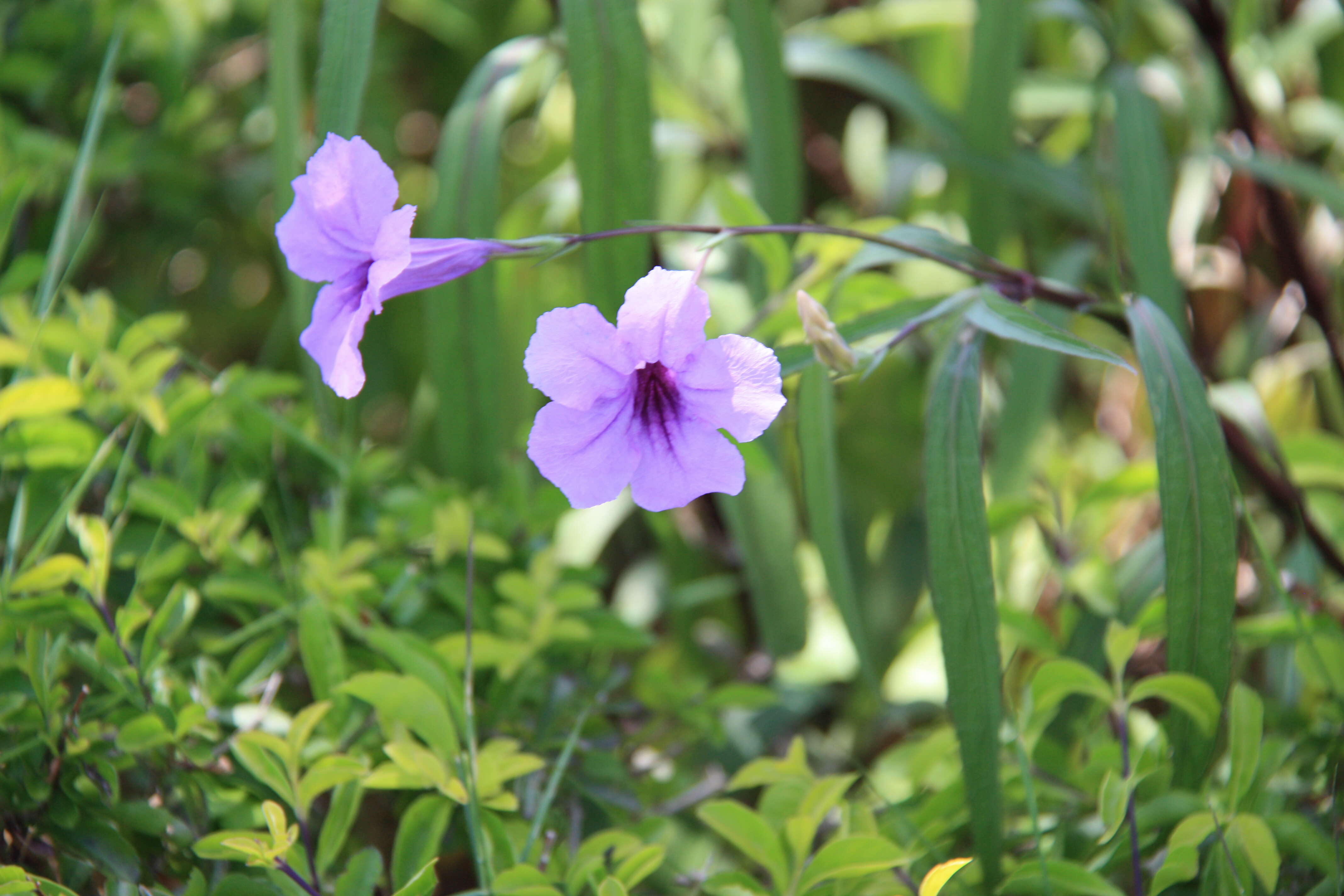 Image de Ruellia simplex Wright