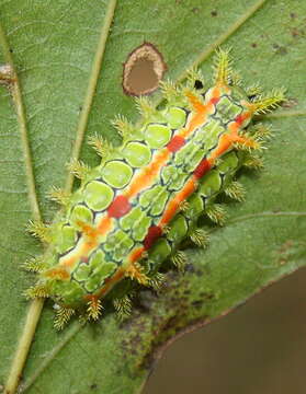 Image of common hoptree