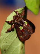 Image of Spiny Oak-Slug Moth