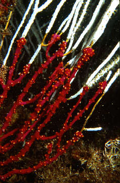 Image of white horny coral