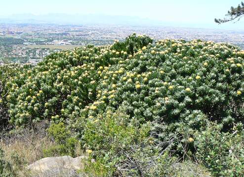 Image of Grey tree-pincushion