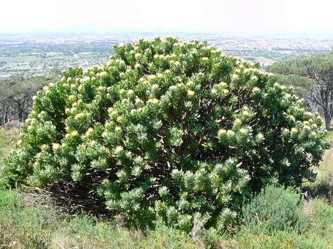 Image of Grey tree-pincushion