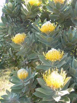 Image of Grey tree-pincushion