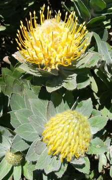 Image of Grey tree-pincushion