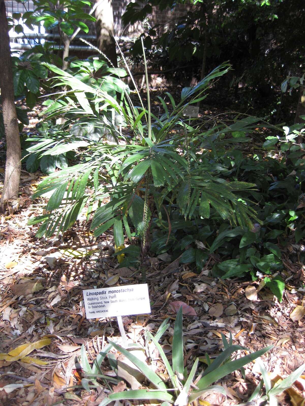 Image of Linospadix monostachyos (Mart.) H. Wendl.