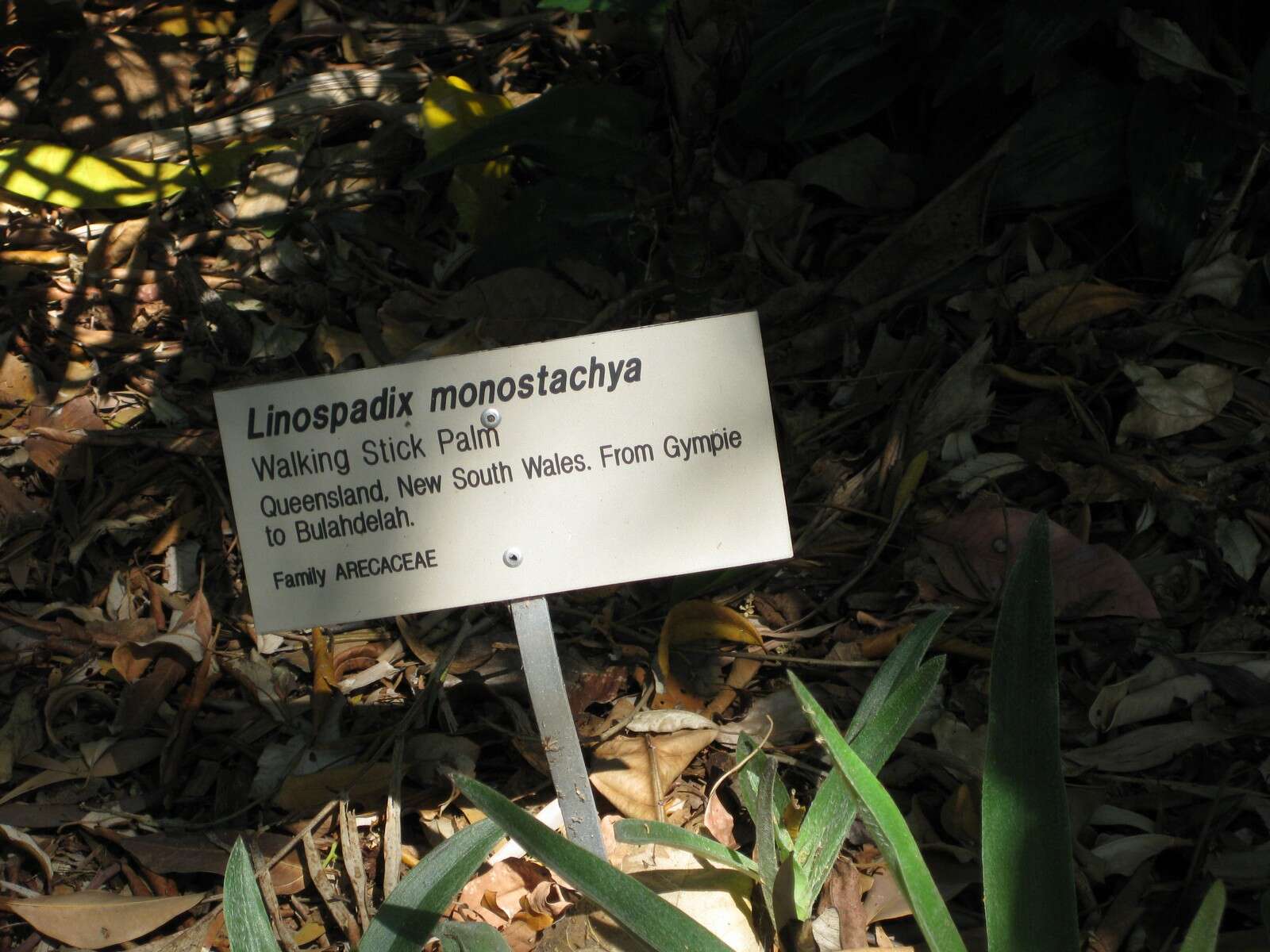 Image of Linospadix monostachyos (Mart.) H. Wendl.