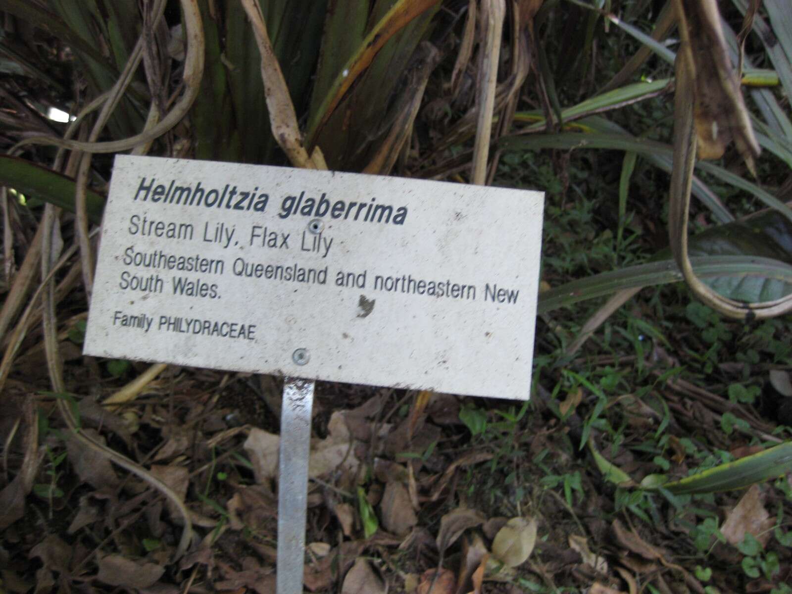 Image of Helmholtzia glaberrima (Hook. fil.) Caruel