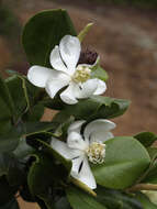 Image of Magnolia pallescens Urb. & Ekman