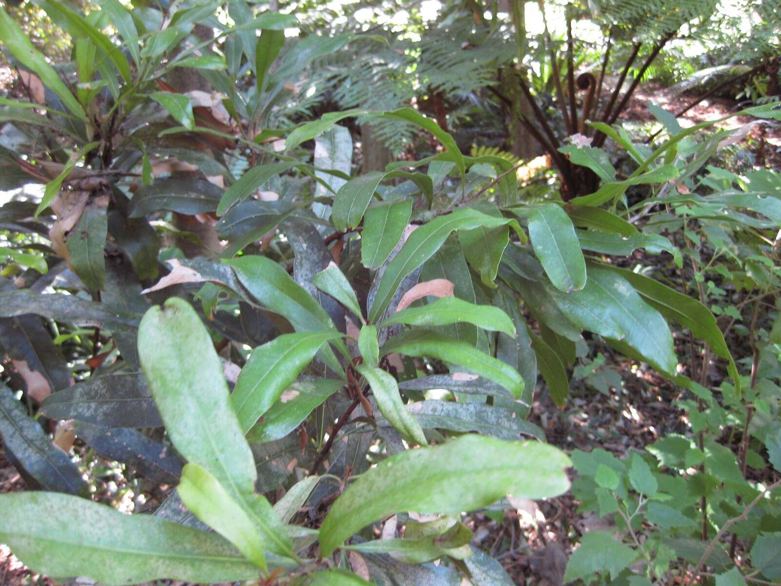 Image of Floydia praealta (F. Müll.) L. A. S. Johnson & B. G. Briggs
