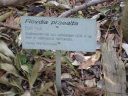 Image of Floydia praealta (F. Müll.) L. A. S. Johnson & B. G. Briggs