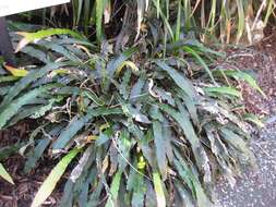 Austroblechnum patersonii (R. Br.) Gasper & V. A. O. Dittrich的圖片