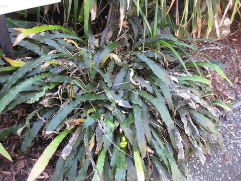 Austroblechnum patersonii (R. Br.) Gasper & V. A. O. Dittrich的圖片