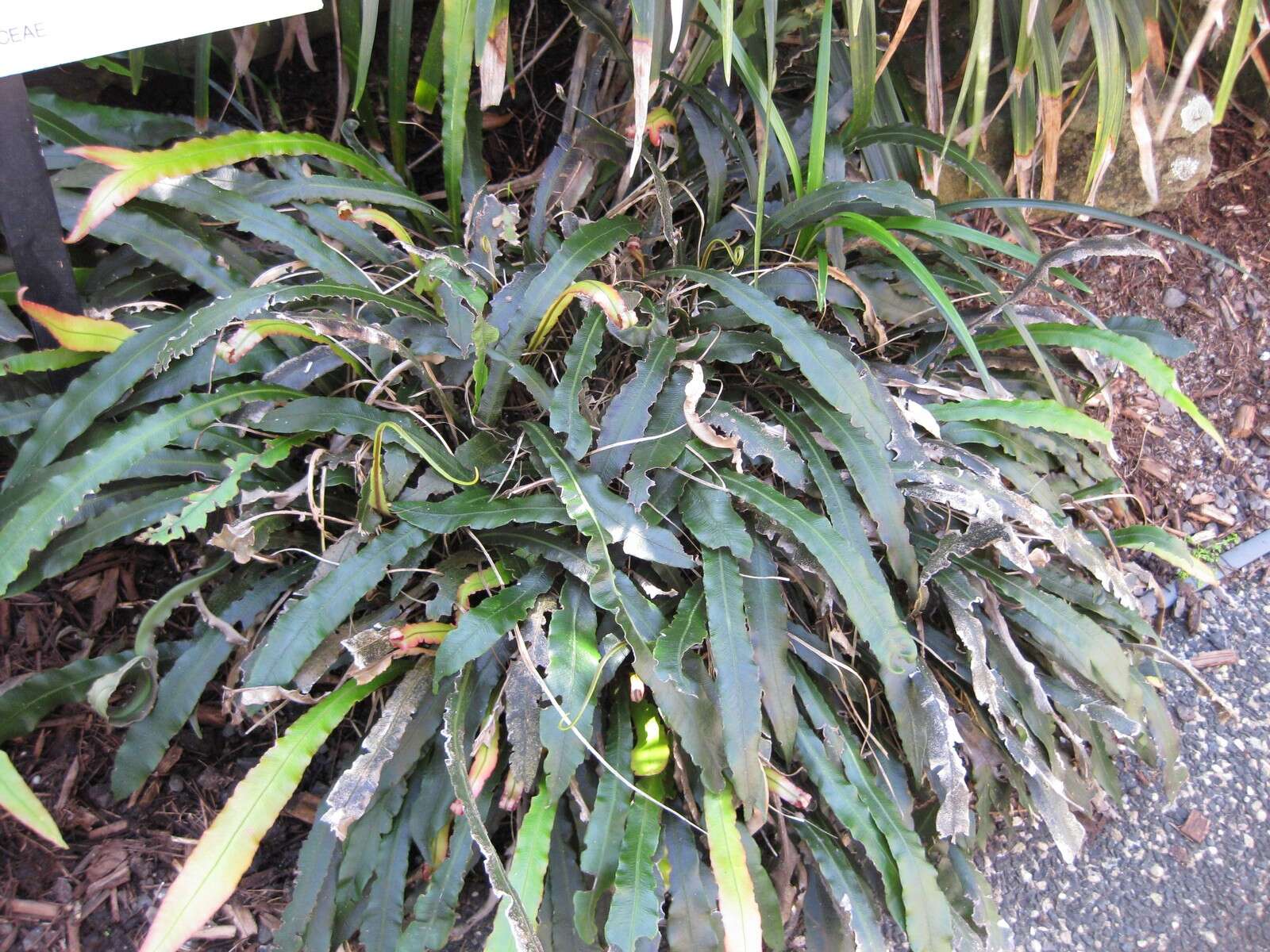 Image of Austroblechnum patersonii (R. Br.) Gasper & V. A. O. Dittrich