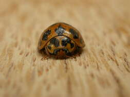 Image of Lady beetle