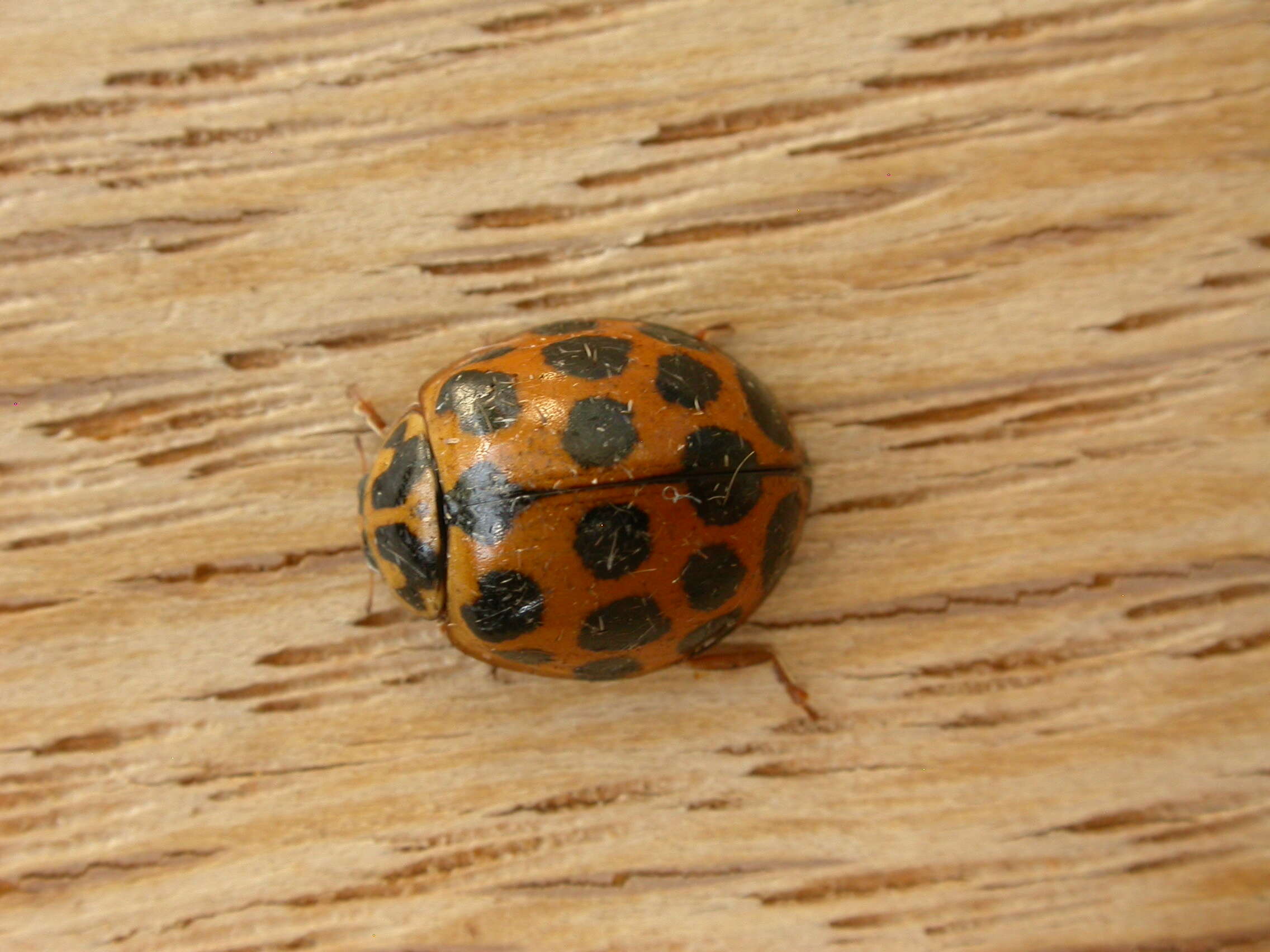 Image of Lady beetle