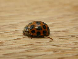 Image of Lady beetle