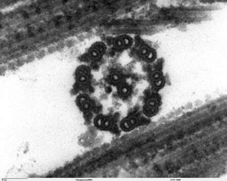 Image of Chlamydomonas reinhardtii