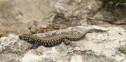 Image of Miles Wall Lizard