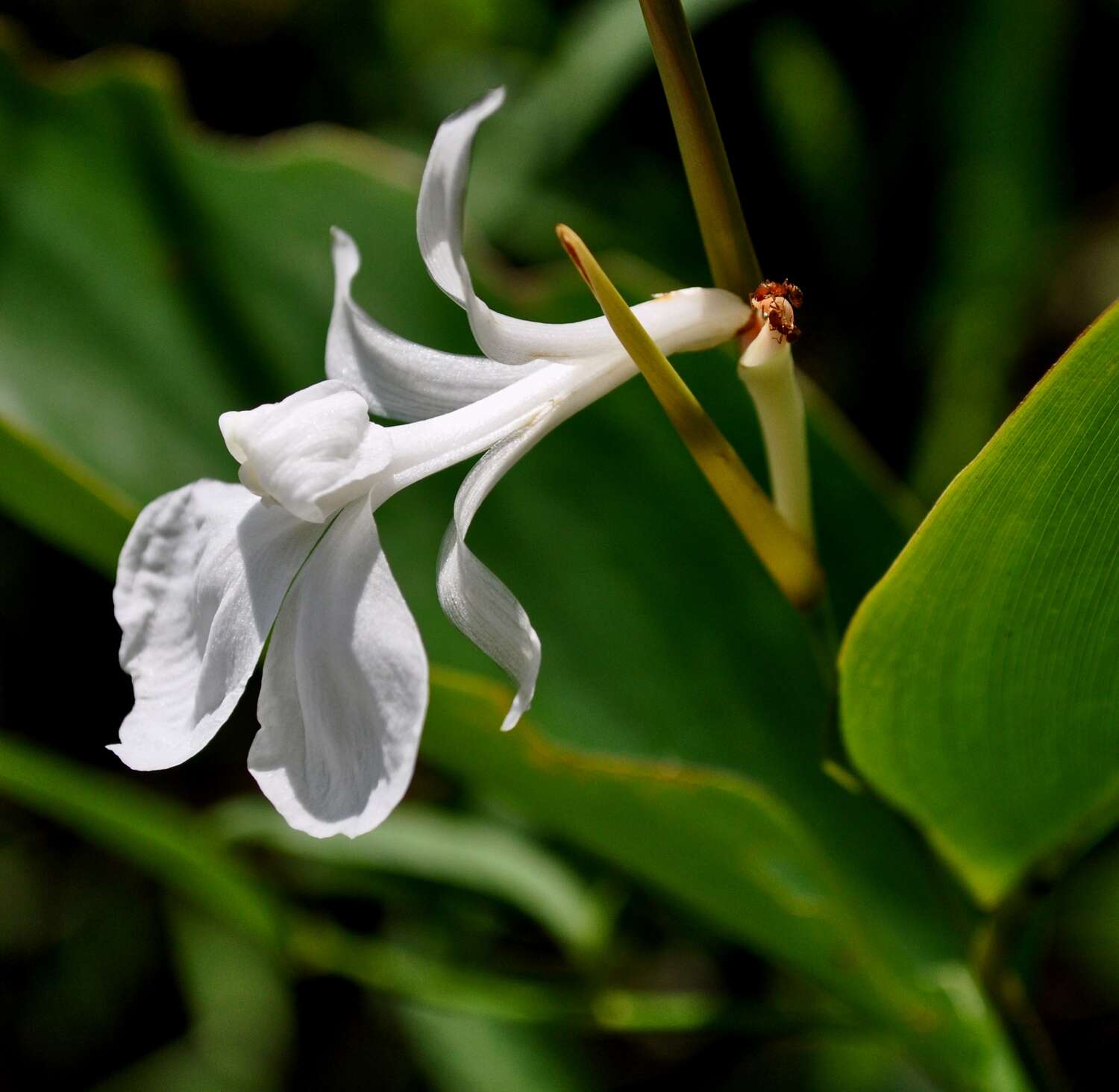 Image of Donax canniformis (G. Forst.) K. Schum.