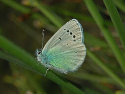 Image of Green-underside Blue