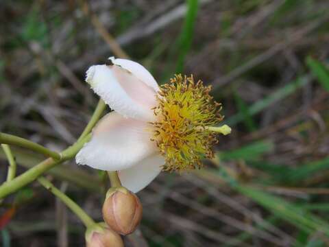 Image of Kielmeyera neriifolia Cambess.