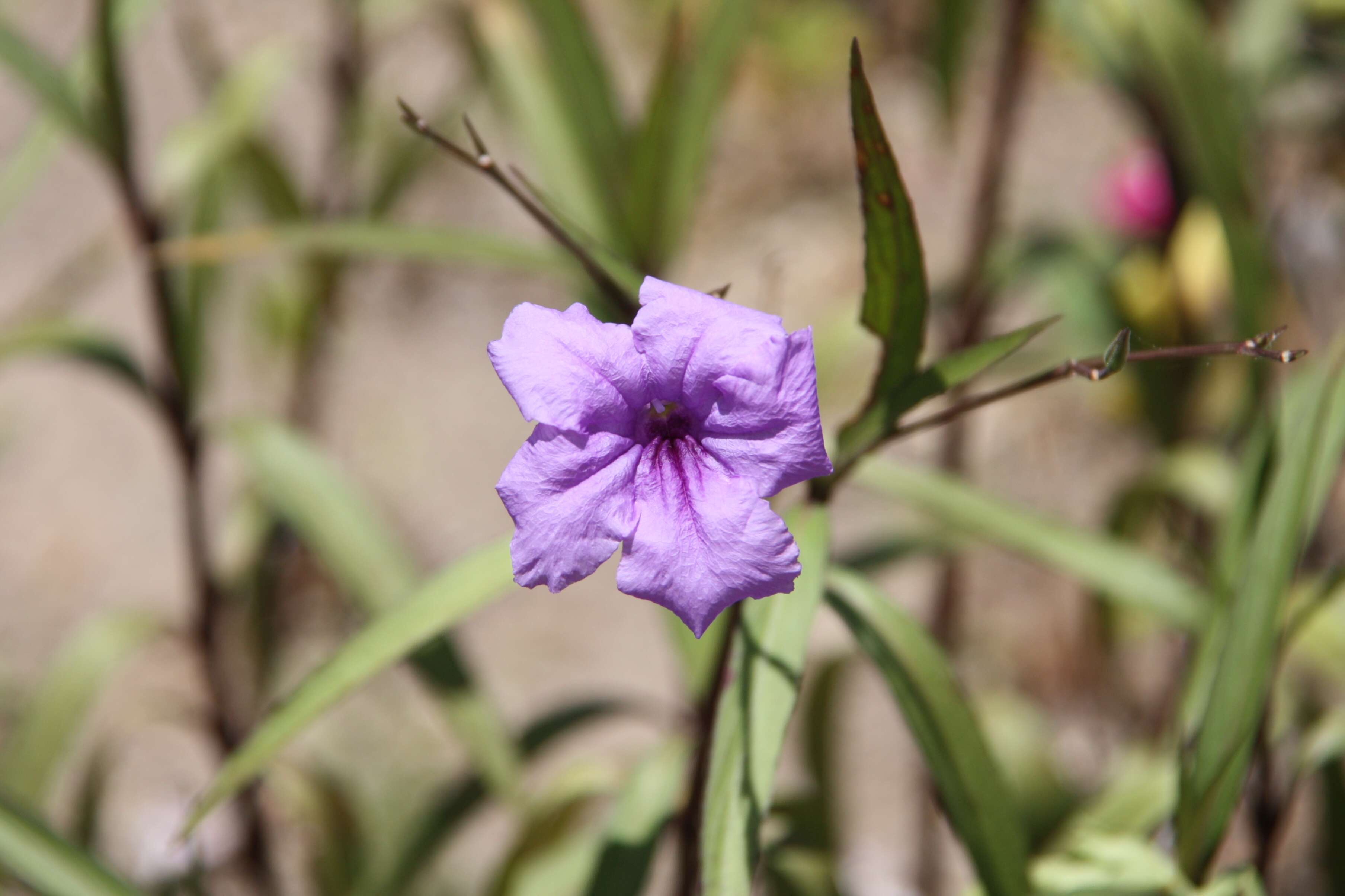 Image de Ruellia simplex Wright