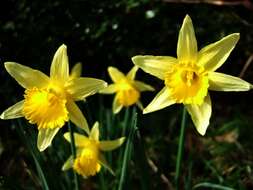 Image of daffodil