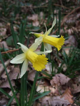 Image of daffodil