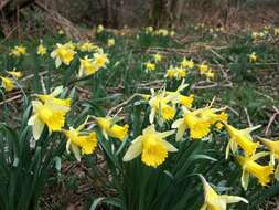 Image of daffodil