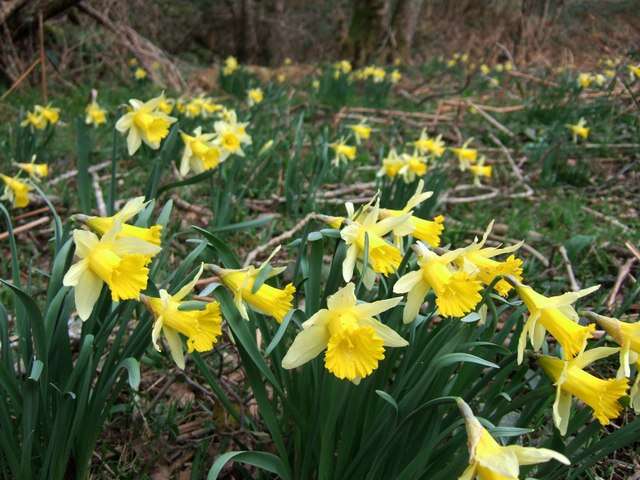 Image of daffodil