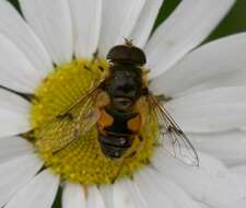 Image of <i>Eristalis horticola</i>