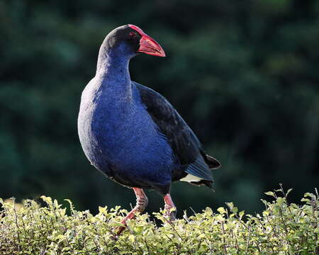 Image of Australasian Swamphen