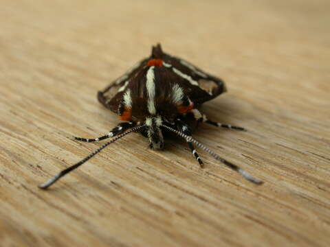 Image de Hecatesia fenestrata Boisduval 1829