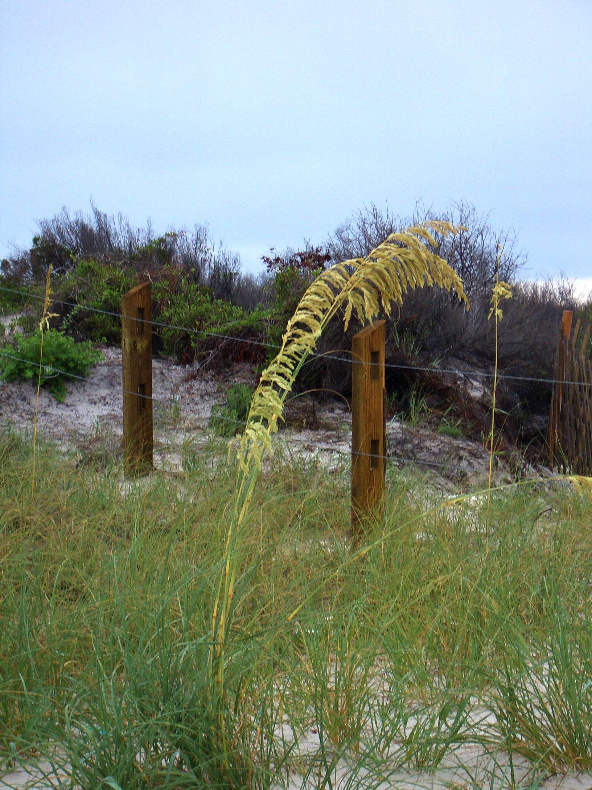 Image of seaoats