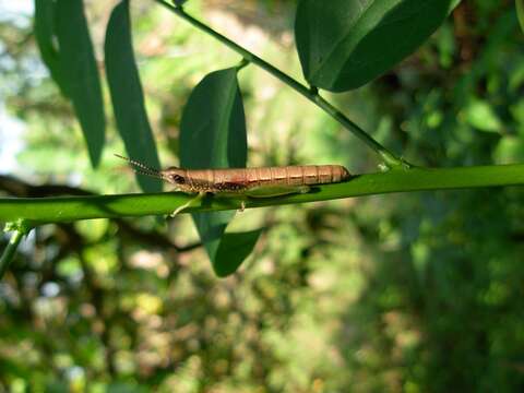 Plancia ëd Orthacris