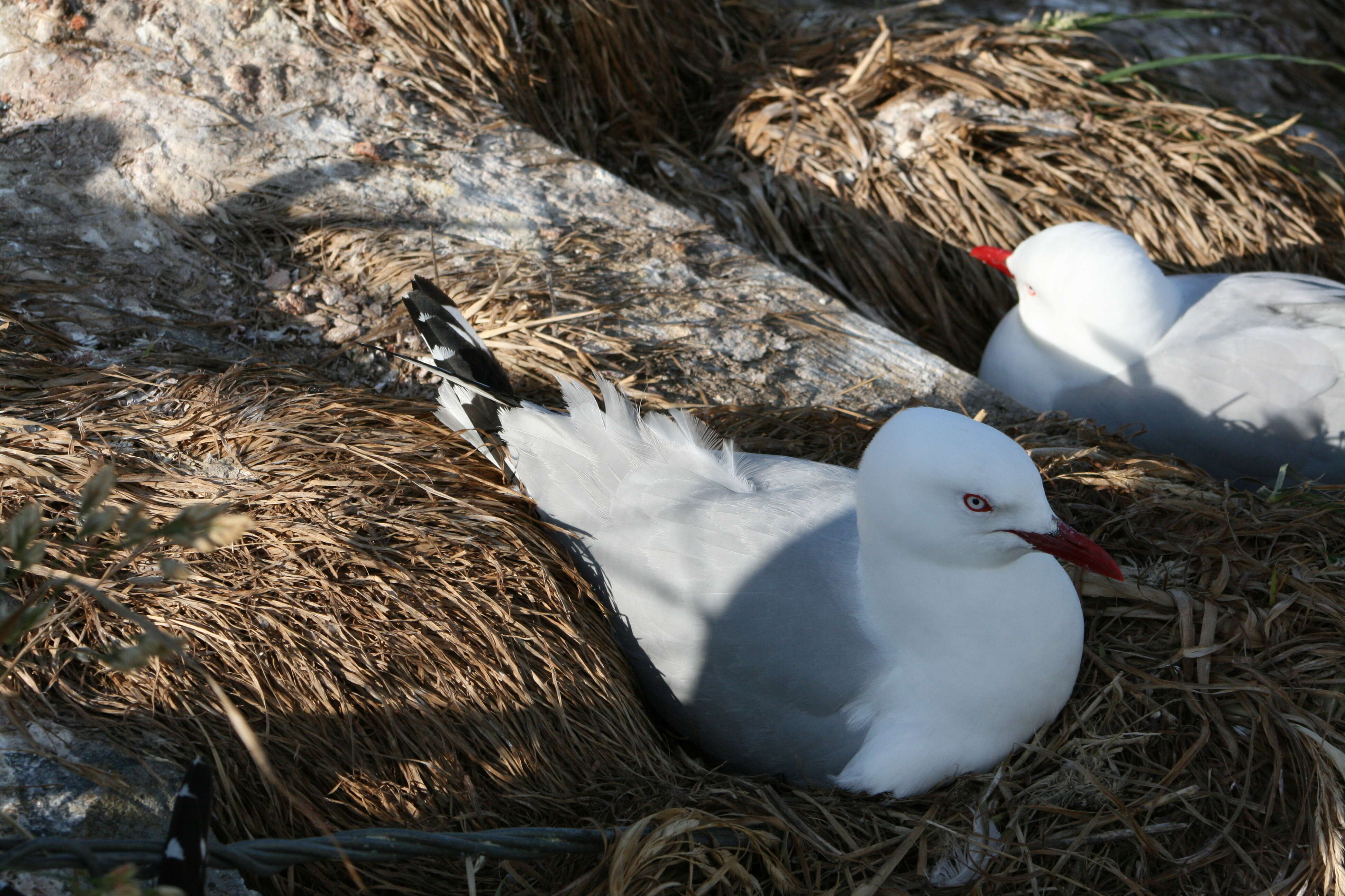 Image of Red-billed gull