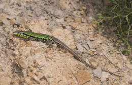 Image of Skyros Wall Lizard