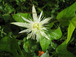 Passiflora capsularis L. resmi