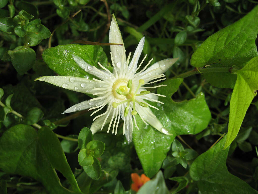 Image of Passiflora capsularis L.