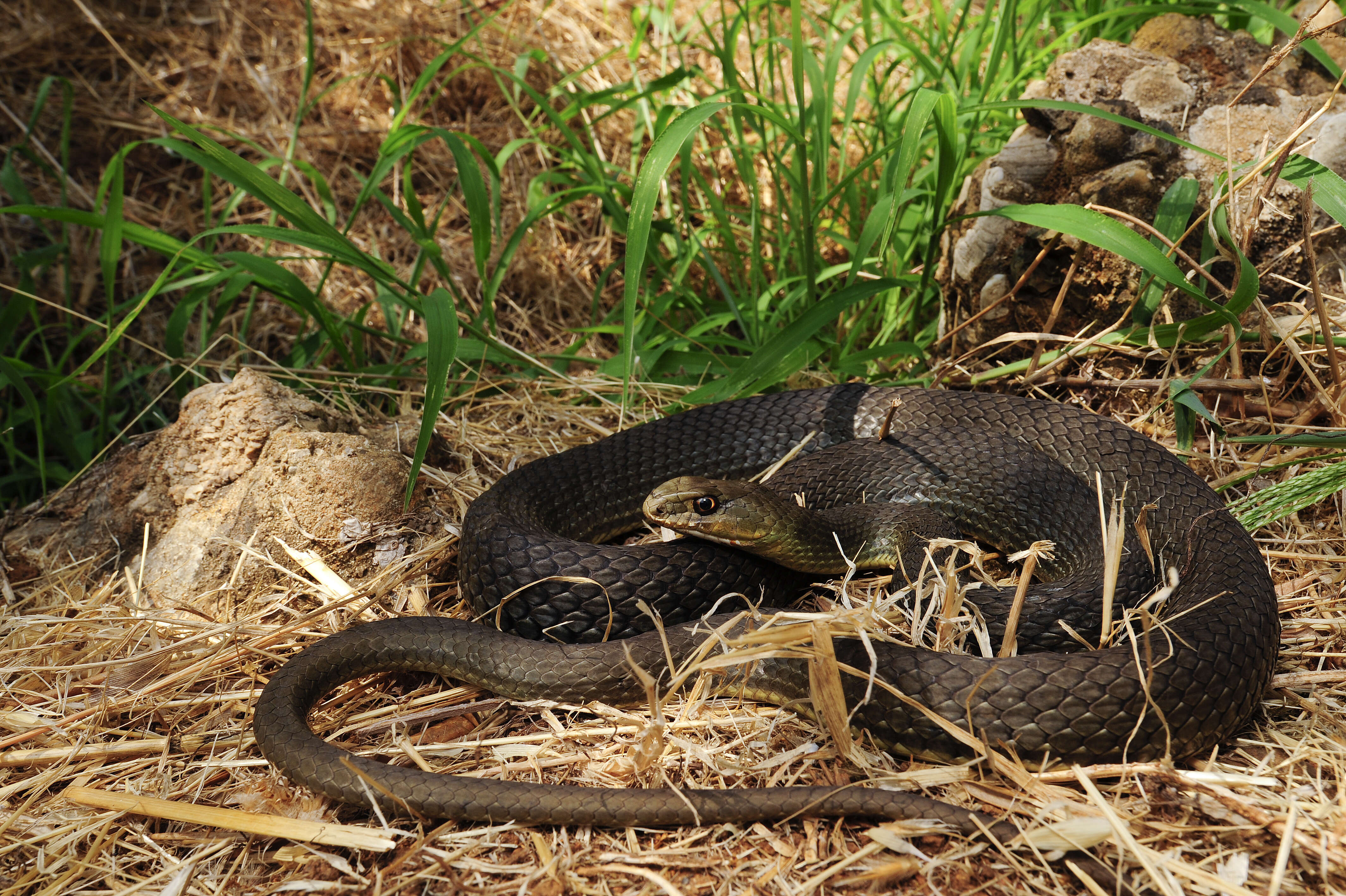 Image of Eastern Montpellier Snake