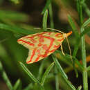 Image of Hypercallia citrinalis