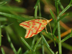 Image of Hypercallia citrinalis