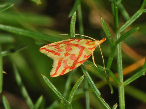 Image of Hypercallia citrinalis