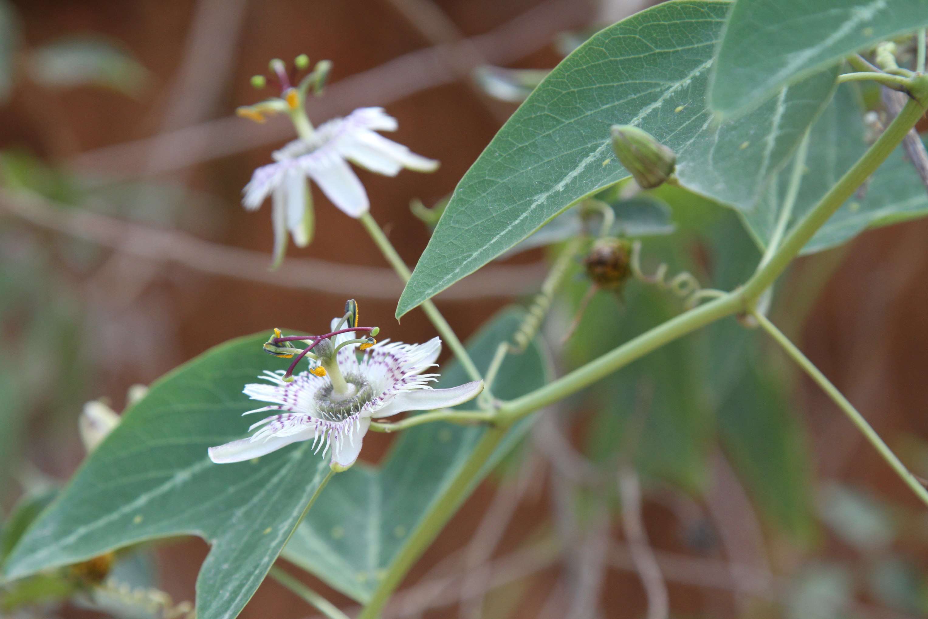 Image de Passiflora pardifolia Vanderpl.