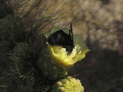 Xylocopa darwini Cockerell 1926 resmi