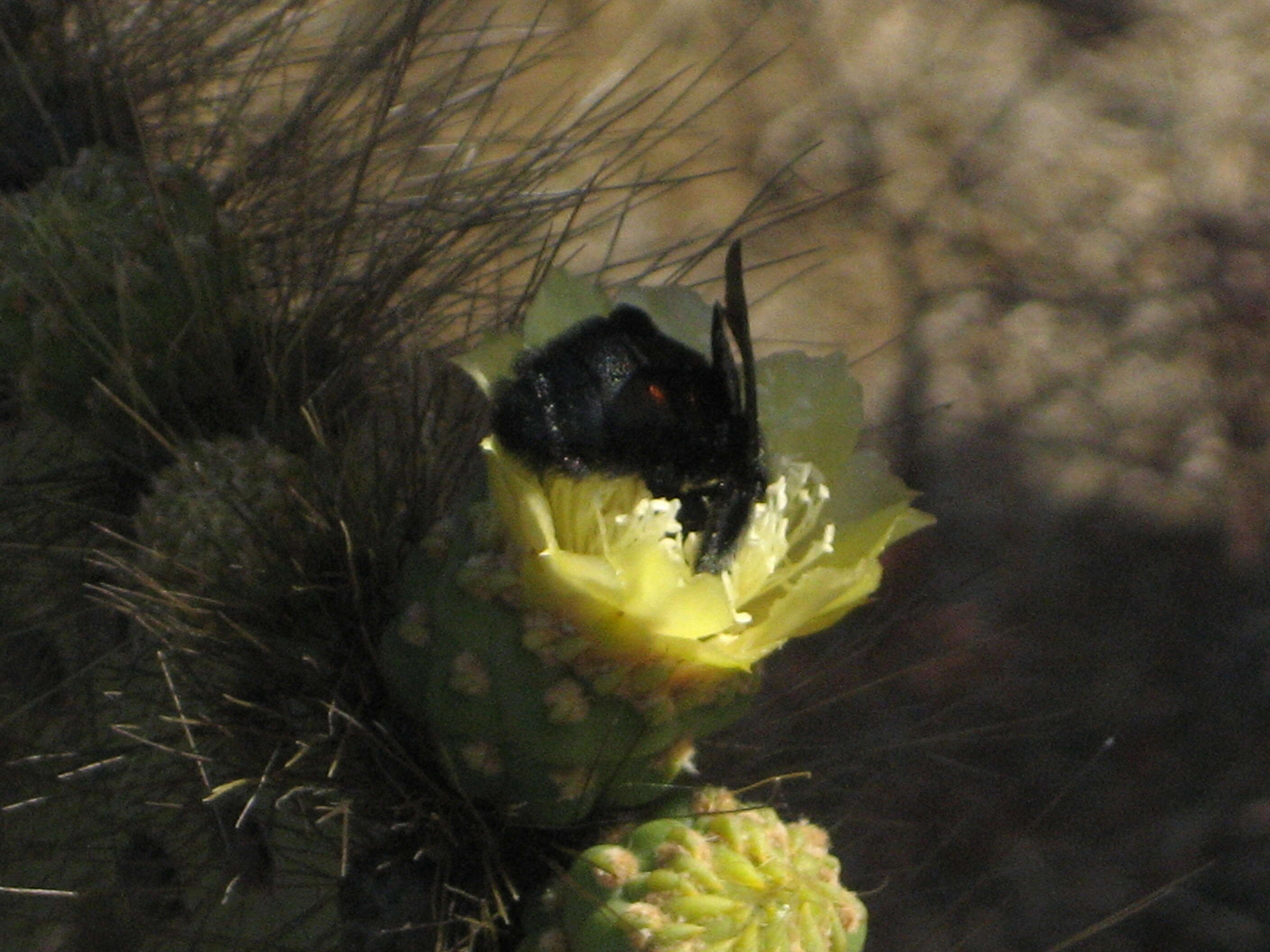 Image of Xylocopa darwini Cockerell 1926