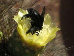 Xylocopa darwini Cockerell 1926 resmi